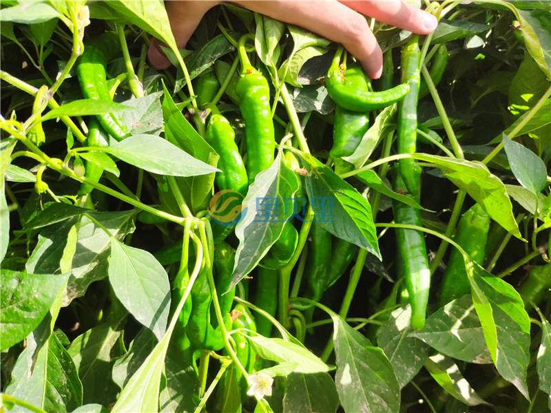 微生物菌劑-宴沃辣椒