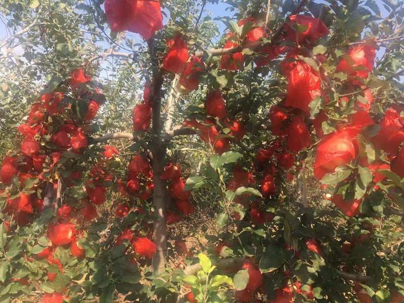 蘋(píng)果缺鈣怎么辦