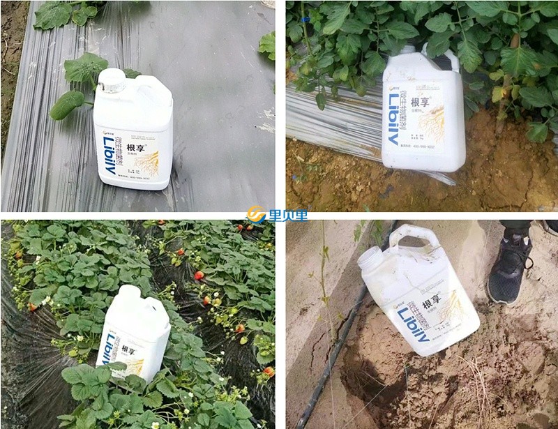 生根劑的使用方法