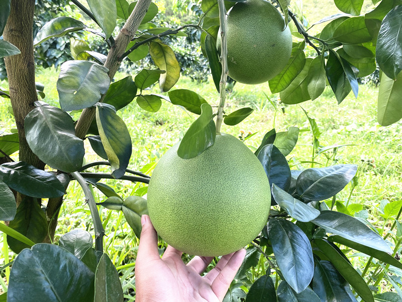 磷酸二氫鉀廠家