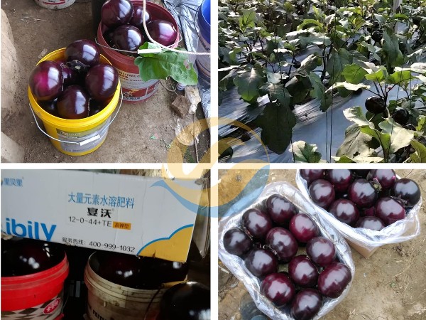 茄子水溶肥哪個最好-宴沃茄子