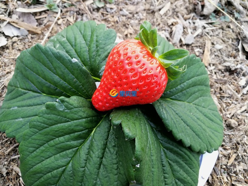 草莓需要哪種肥料
