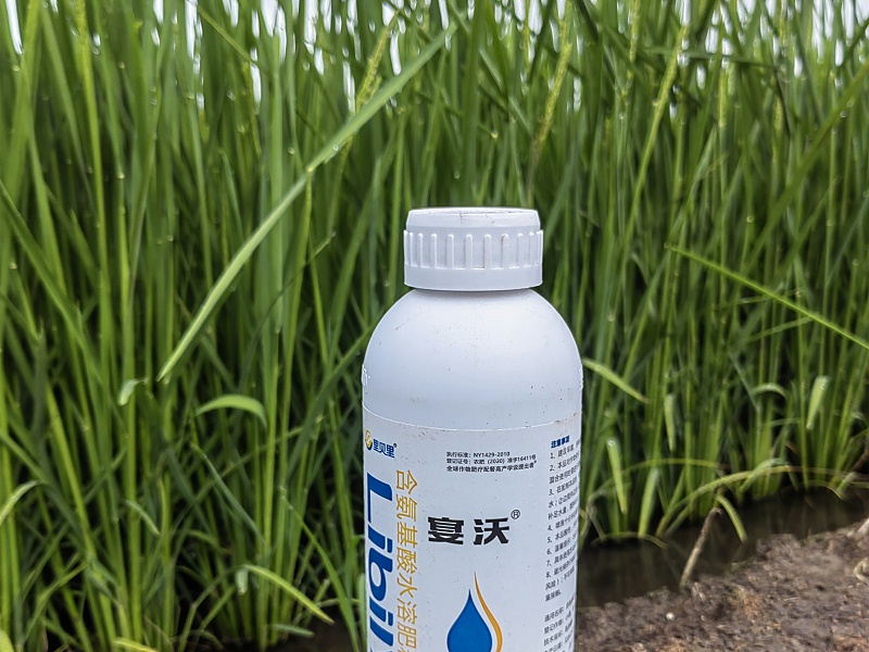 黑龍江陳總水稻_副本