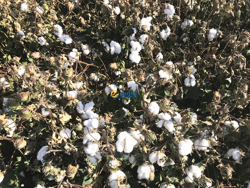 棉花種植
