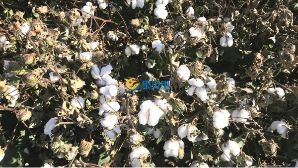 棉花種植工作已啟動(dòng)，病蟲害防治要提上日程