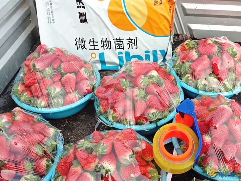 微生物菌劑怎么辯解真假