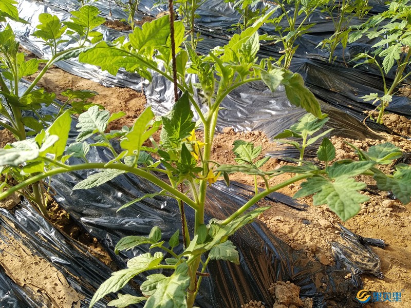 西紅柿畸形果怎么解決？