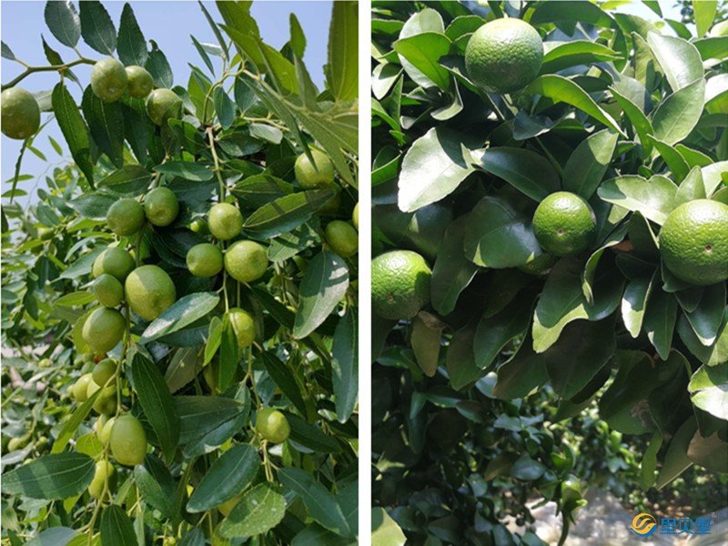 果樹種植技術