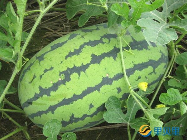 <i style='color:red'>西瓜需要什么肥料</i>？郭大哥說只信賴里貝里