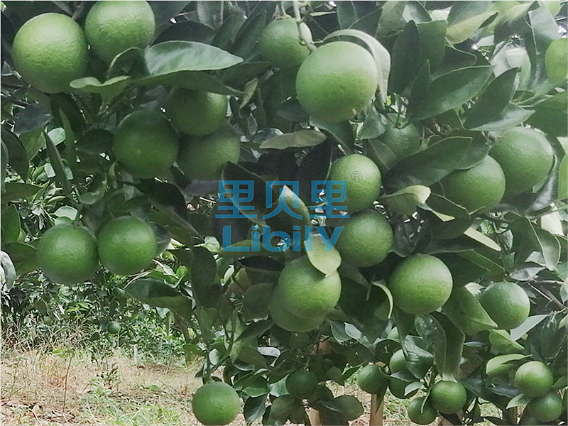 顆粒水溶肥-宴沃柑橘