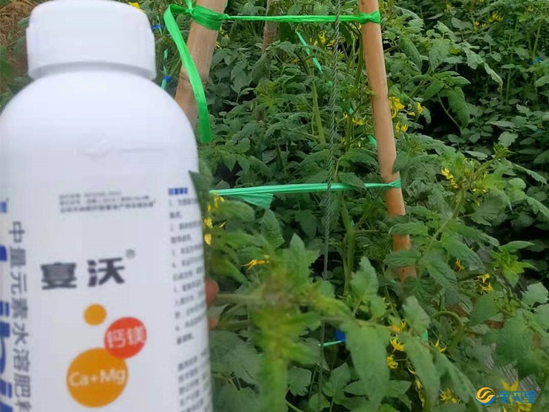 鈣肥在草莓上使用