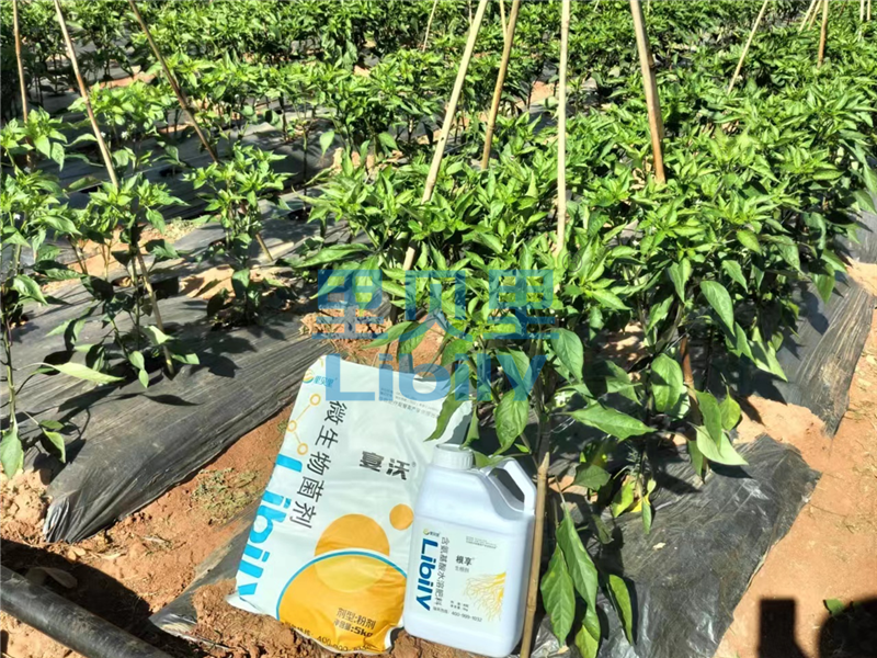進口水溶肥-宴沃辣椒