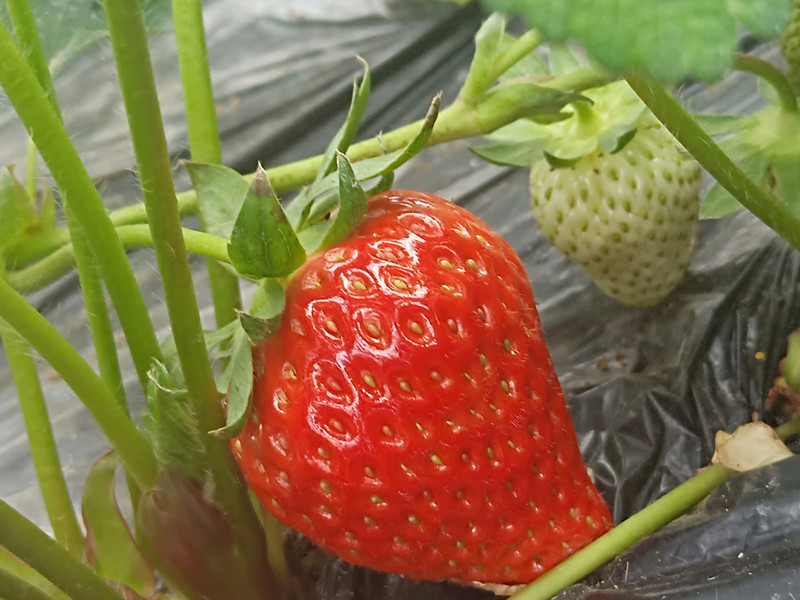 種草莓用什么肥料好