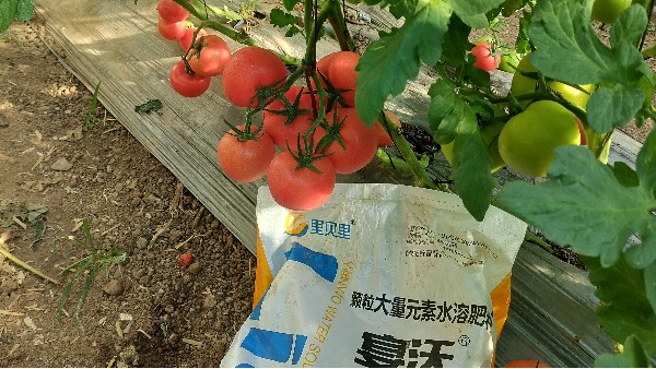 番茄種植，這樣用肥事半功倍