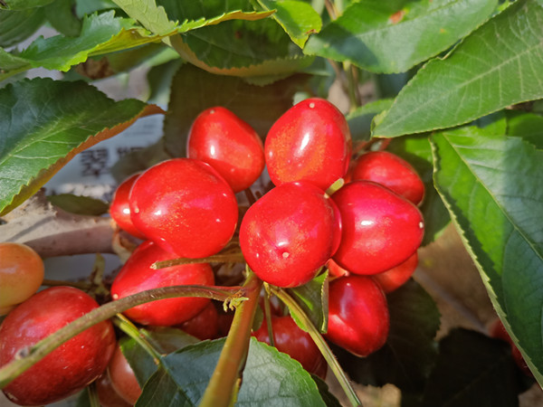 <i style='color:red'>硼肥的作用</i>，對(duì)櫻桃來說不可缺少
