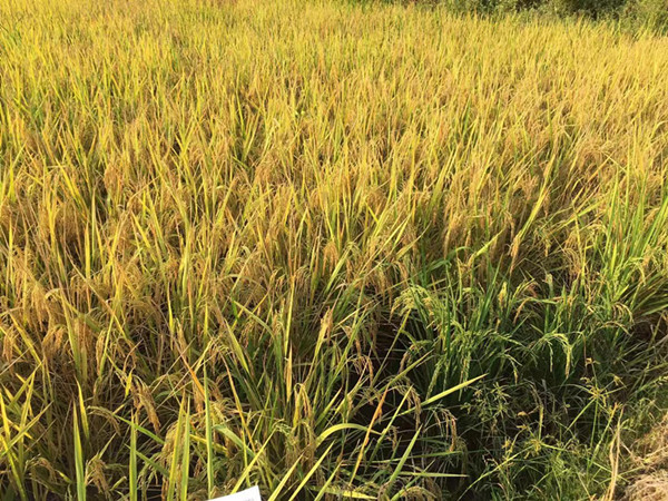 單一元素水溶肥，經(jīng)銷商王總來見證