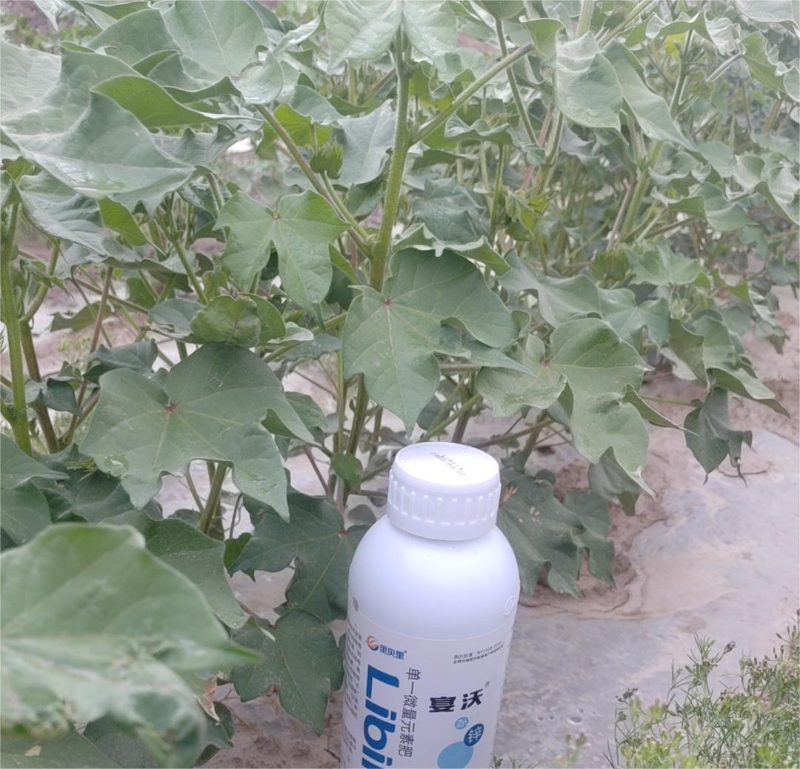 鋅肥-宴沃新疆棉花