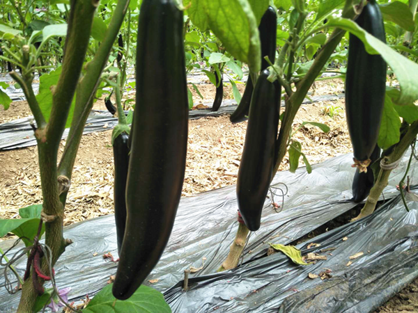 茄子用什么肥料好？宴沃幫你解決茄子種植難題