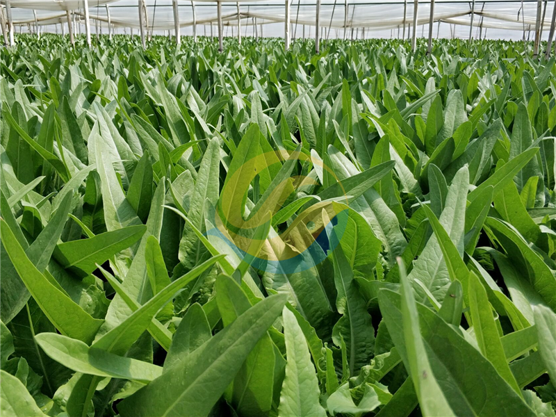 大量元素水溶肥品牌-宴沃油麥菜