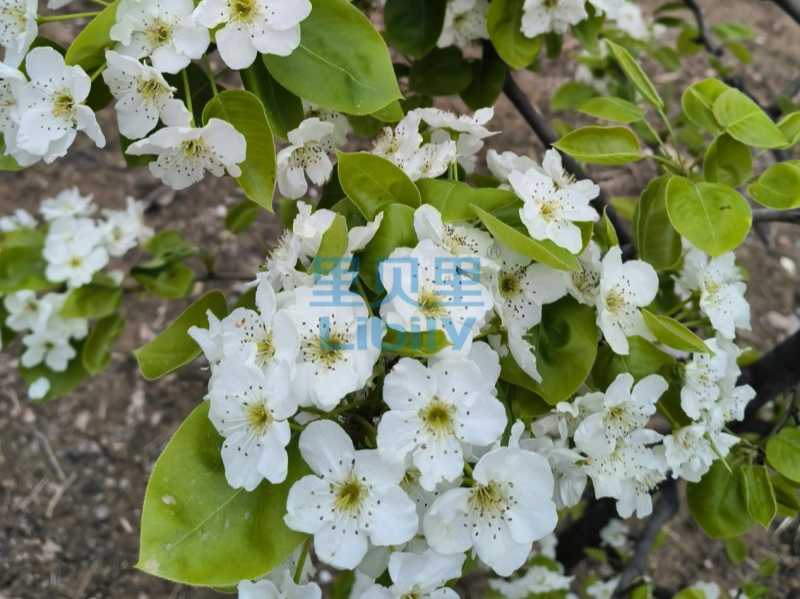 水溶肥品牌，農(nóng)資經(jīng)銷(xiāo)商認(rèn)準(zhǔn)宴沃