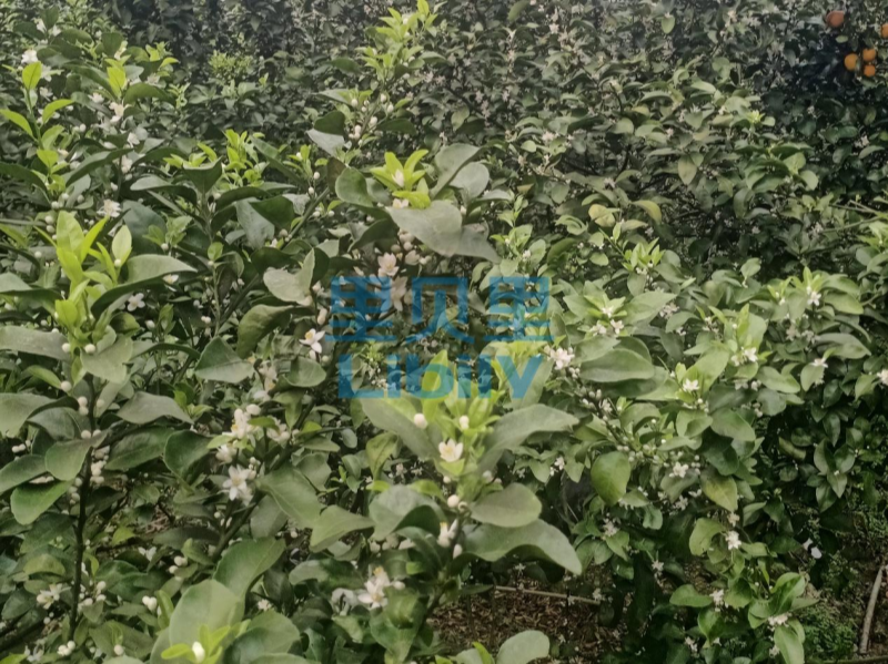 水溶肥廠(chǎng)家，基地老板選里貝里
