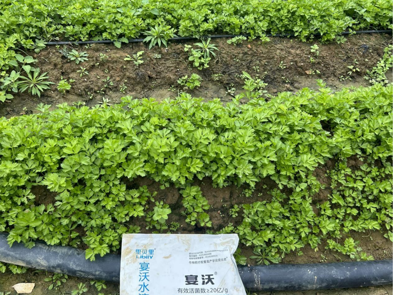 芹菜施肥要注意什么？看這篇就夠了