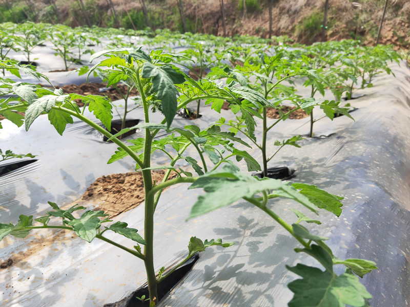 西紅柿用什么肥料比較好
