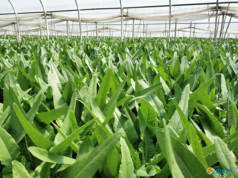 大棚蔬菜