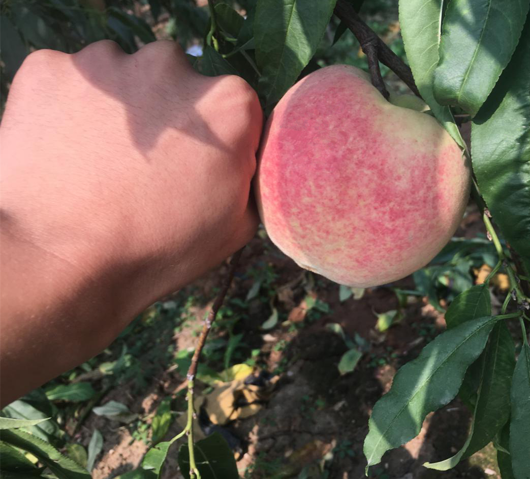 水溶肥哪個(gè)品牌好