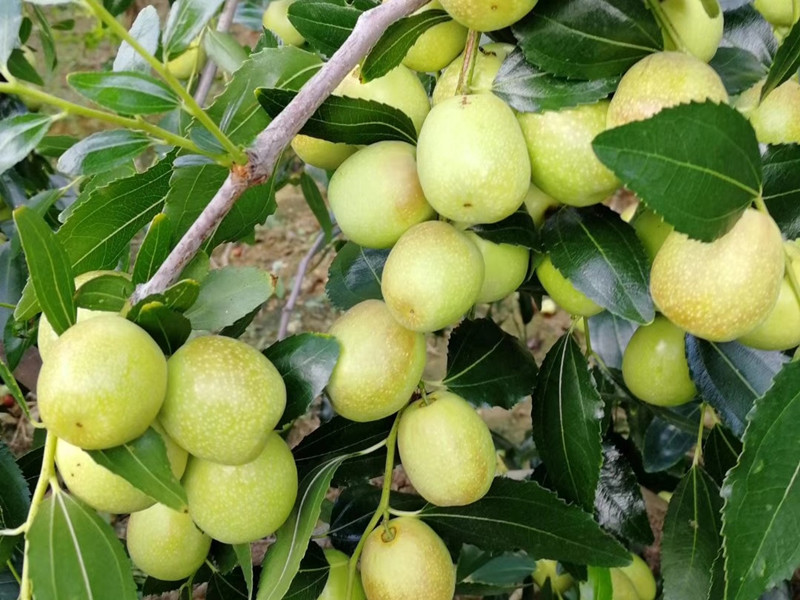 水溶肥哪個(gè)牌子好