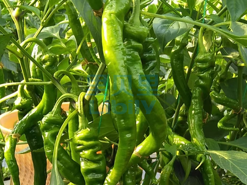 種辣椒用什么肥料比較好？宴沃辣椒