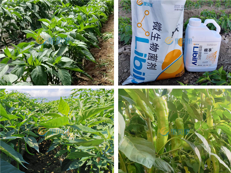 水溶肥廠家，種植戶力薦