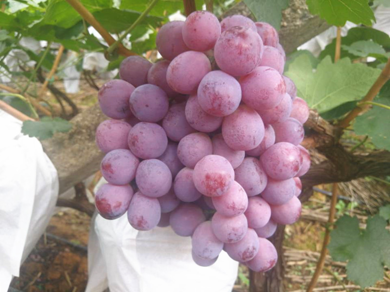 磷酸二氫鉀生產(chǎn)廠家