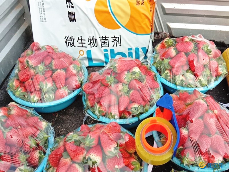 進(jìn)口水溶肥在草莓上使用