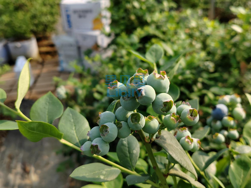 微生物菌劑-張老板用宴沃的藍(lán)莓