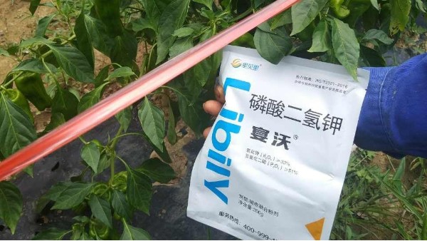 為什么要打葉面肥？
