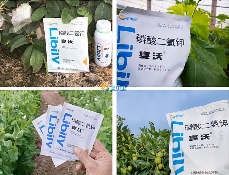 葉面肥宴沃在作物上使用效果