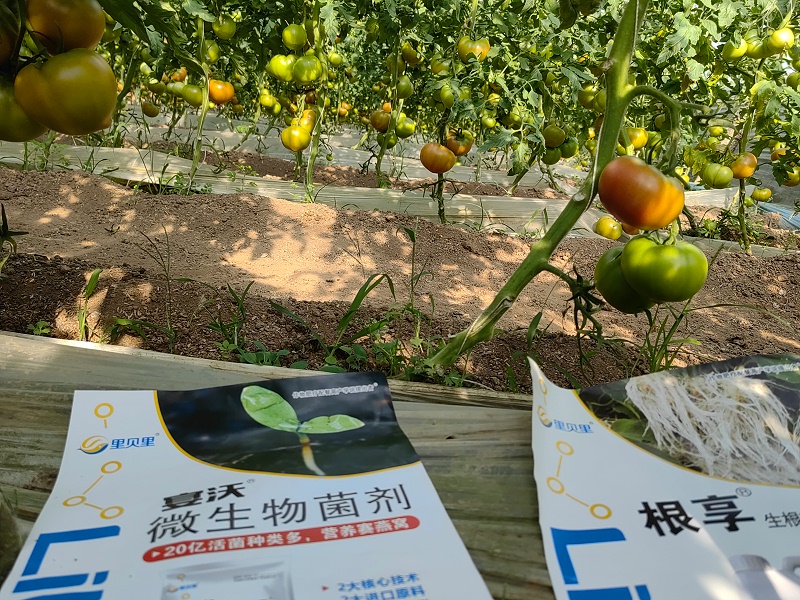 西紅柿施肥管理技術(shù)
