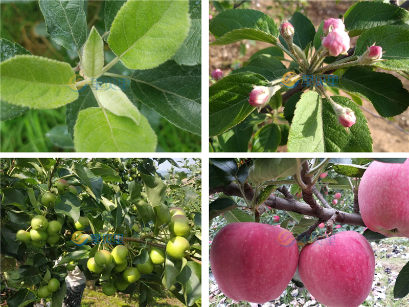 蘋果樹用什么肥料最好-宴沃蘋果