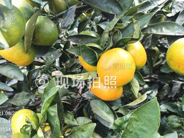 葉面肥-宴沃柑橘