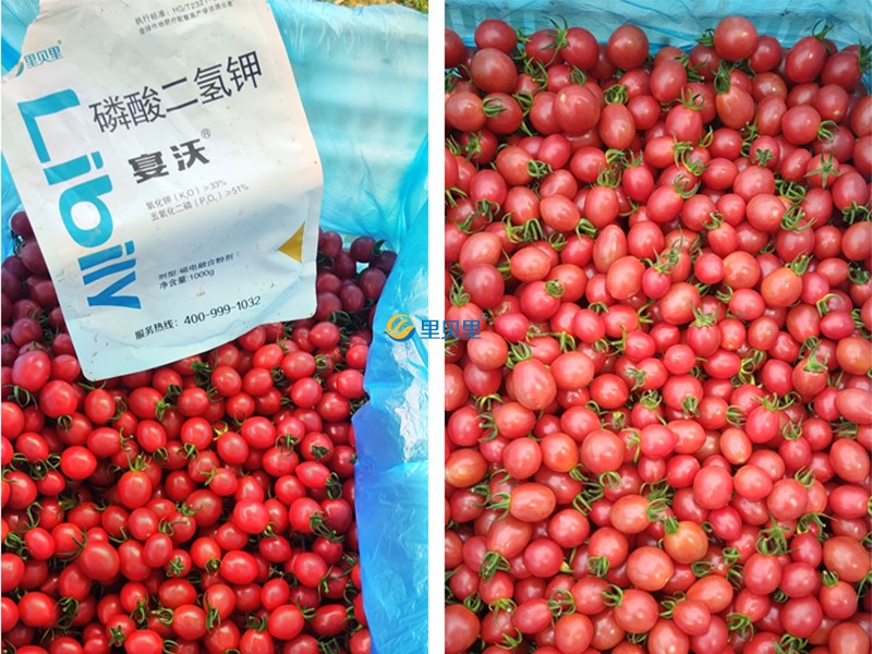 磷酸二氫鉀-宴沃在圣女果上使用