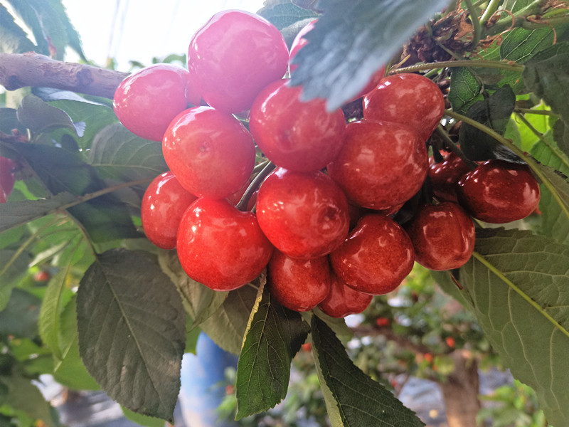 水溶肥櫻桃