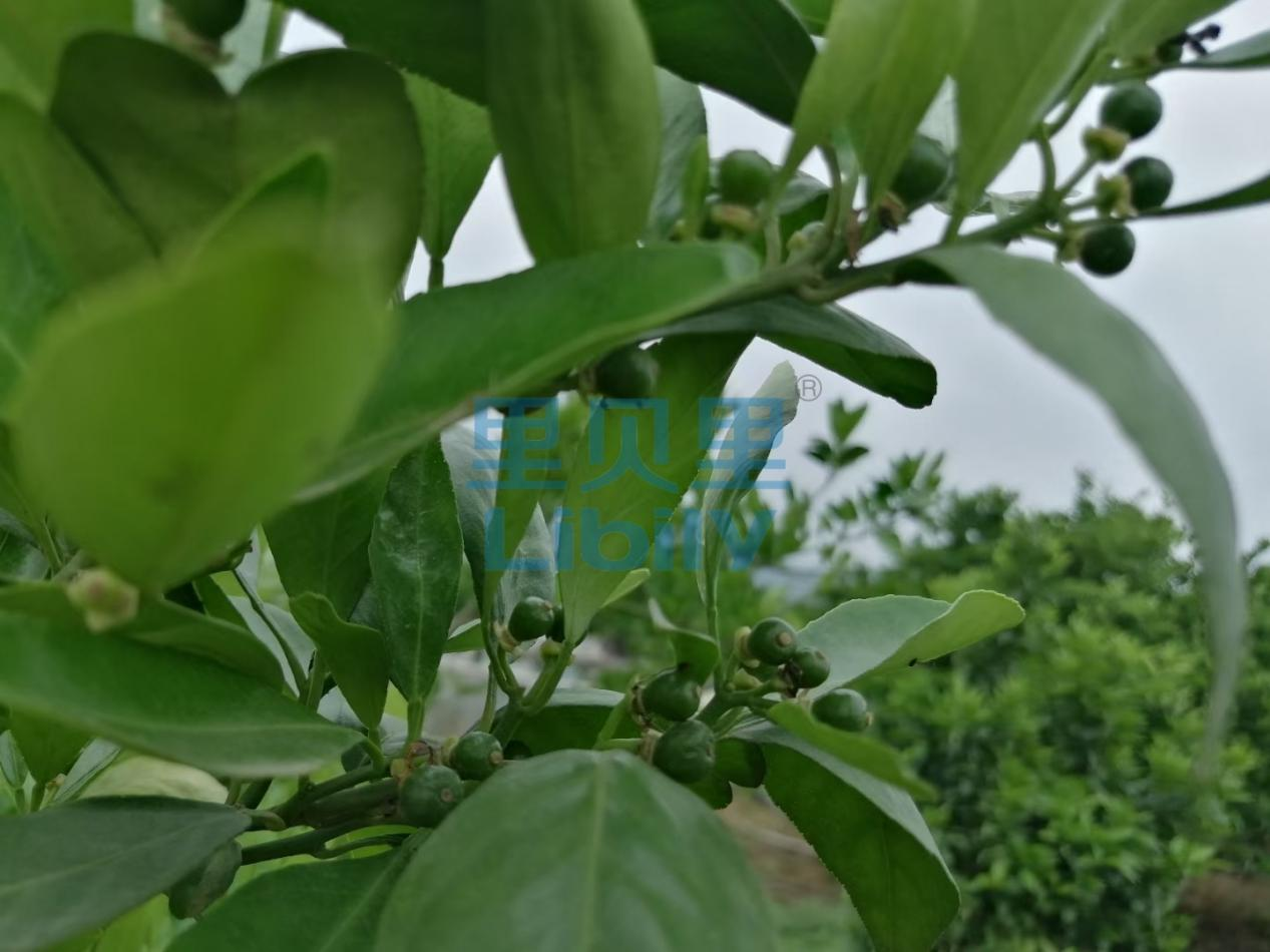 柑橘施肥-宴沃廣西何總柑橘