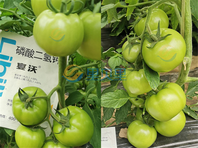 磷酸二氫鉀-宴沃番茄