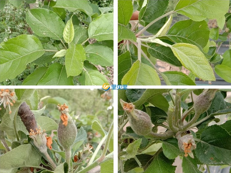 果樹開花不掛果是什么原因