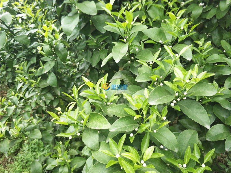 清明節(jié)后果樹怎么管理