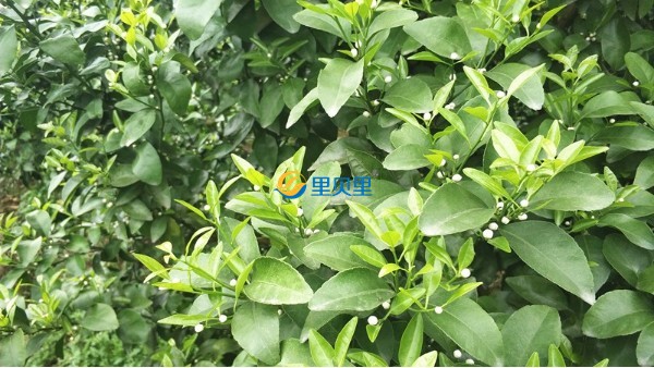 清明節(jié)后果樹怎么管理？這份寶典請收好