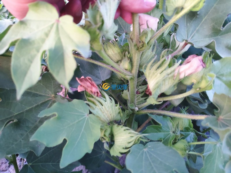 棉花用什么肥料比較好