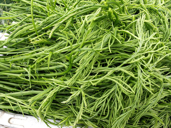 <i style='color:red'>蔬菜用什么肥料好</i>？