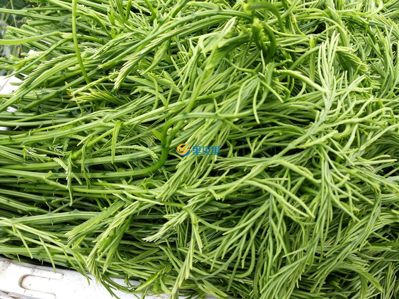 蔬菜用什么肥料好？宴沃臭菜
